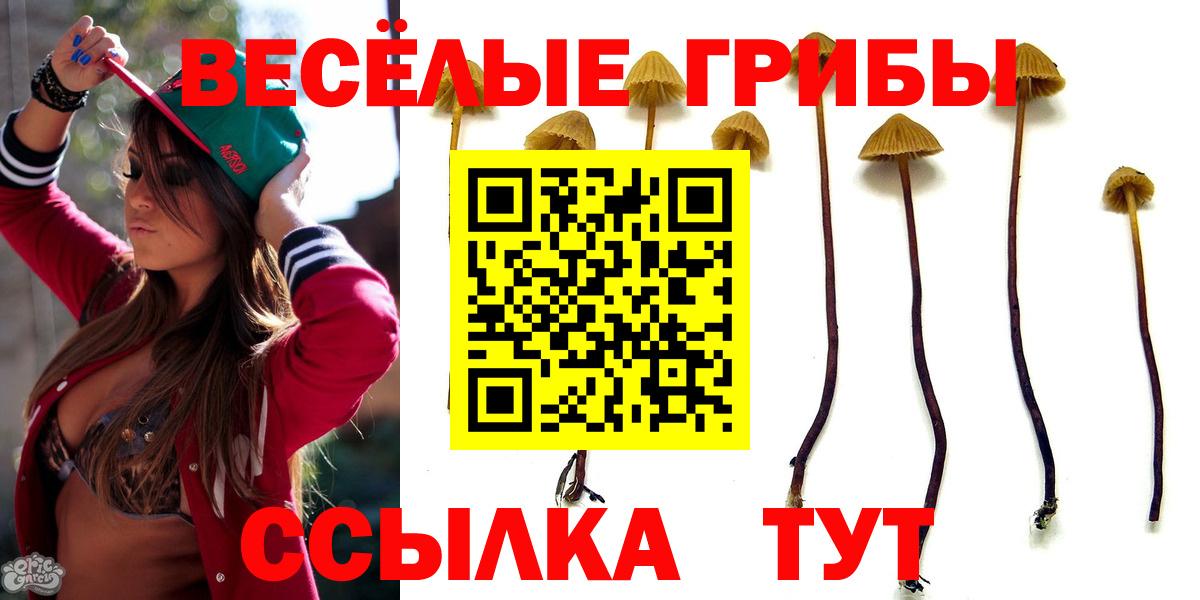 Псилоцибиновые грибы Psilocybe  Вход с VPN  Чита 